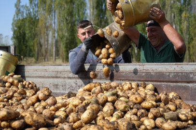 "Kartol" olarak bilinen patatesin hasadında sona gelindi