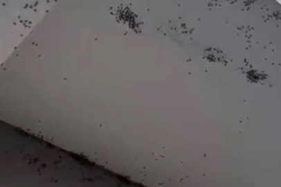 6 Köyde Sinek İstilası...