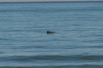 8 yunus balığının kıyıya yakın avlanmaları kameralara yansıdı