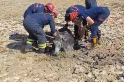 Çamura Saplanan Eşeğin Yardımına İtfaiye Ekipleri Yetişti