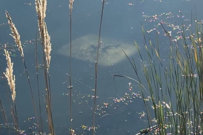 Ehliyetsiz Sürücü Direksiyon Hâkimiyetini Kaybetmesi Sonucu Göle Düştü