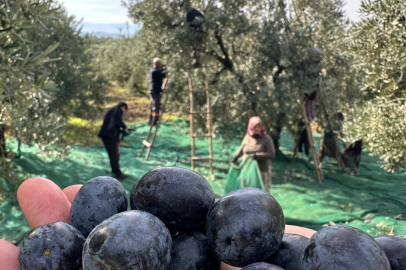 Katırlı zeytinini yağışlar kurtardı: Rekolte az ama kalite yüksek oldu