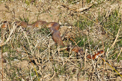Nadir Görülen Kırmızı Yılan Kamerada