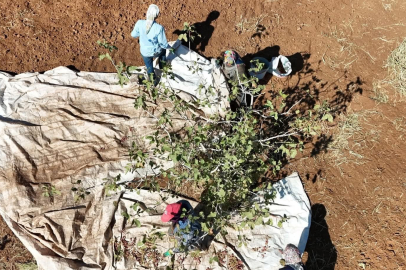 Zeytin ve buğdaydan verim alamayan köylüler fıstıkla kazanmaya başladı