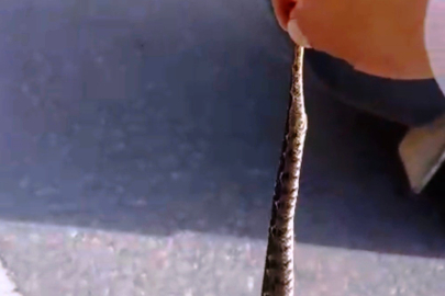 Canını Hiçe Saydı: Zehirli Yılanı Elleriyle Yakaladı