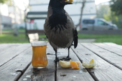 Kocaeli'nin "gurme" kargası "Şakir"
