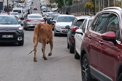 Trafikte İlginç Görüntüler...