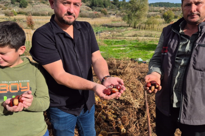 1000 rakımda yetiştirilen coğrafi işaretli Şekerci cinsi Alandız kestanesinde hasat başladı