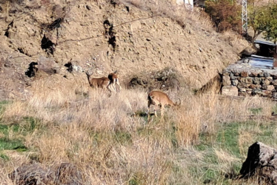 Köyü Yaban Keçileri Bastı
