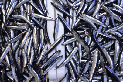 19 ülkeye yapılan hamsi ihracatından yaklaşık 13 milyon dolar döviz geliri elde edildi