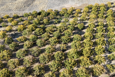 Don sonrası toparlanan kayısı bahçeleri havadan görüntülendi