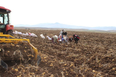 Kışlık Patates Hasadı Başladı