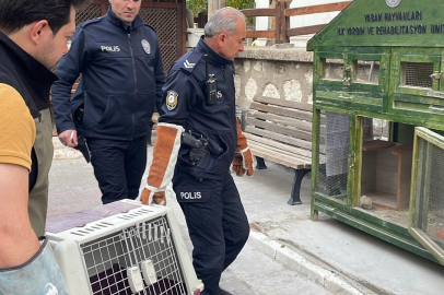 Yaralı Doğana Yardım Eli