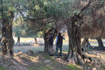 Türkiye'de Sadece Gökçeada'da Yetişiyor