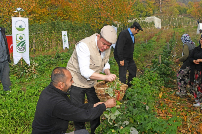 Osmangazi’de İlk Hasat Başkan Aydın’dan