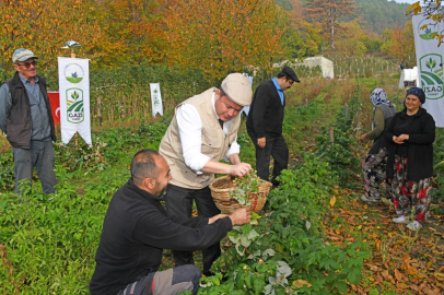 Osmangazi’de Yerel Üretim İçin Yeni Adım: Ahududu Fideleri Ürün Vermeye Başladı