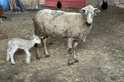 Şap Hastalığına Dikkat!