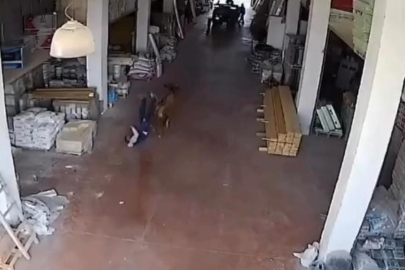 Başıboş inek, çalışanlar ve vatandaşlara saldırdı