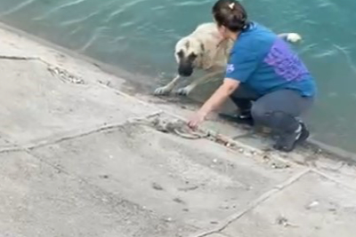 Güneydoğu turuna çıkan Bursalı aileden Fırat Nehrinde köpek kurtarma operasyonu