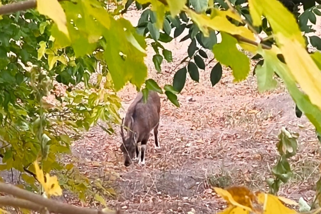 Dağ keçileri sonbahara renk kattı: Tunceli'de görsel şölen