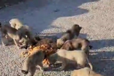 Koca tenceredeki yemekle 7 yavru köpeğin ve annelerinin karnını doyurdu