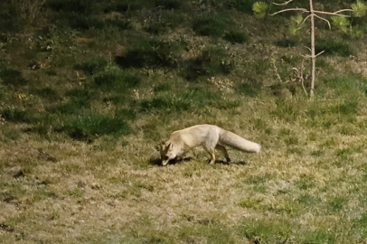 Tilkiler Şehir Merkezine İndi