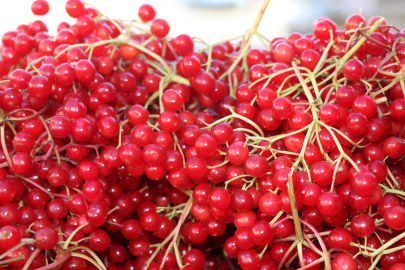 Gilaburu meyvesi tezgâhlardaki yerini aldı