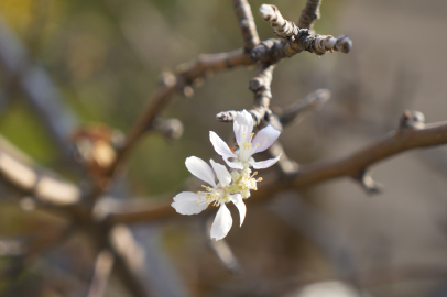 Şaşırtan görüntü! Kasım ayında çiçek açtı...