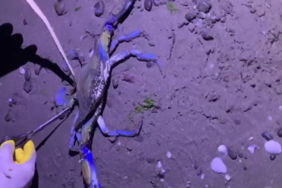 Nadir Görülen Mavi Yengeç Kıyıya Vurdu