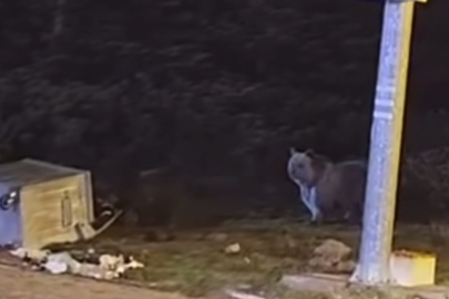 Kış uykusuna yatmayan ayılar, çöp konteynerlerini devirerek yiyecek aradı