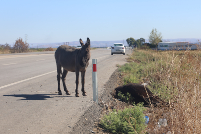 Annesi aracın çarpmasıyla telef olan sıpaya Hatay Büyükşehir Belediyesi sahip çıktı