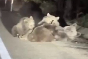 Uludağ yolunda kaydedilen görüntüler, doğanın en sıcak anlarından birine tanıklık etti