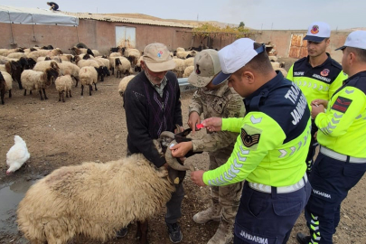 Hayvan Kazalarına İlginç Yöntem