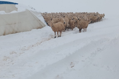 Sivas'ta Acı Olay: 8 Koyun Telef Oldu
