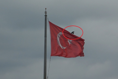 Türk bayrağına konmakta ısrar eden karga, ilginç görüntüler oluşturdu