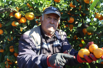 Satsuma mandalinasında hasat bolluğu