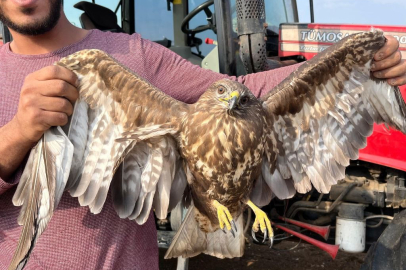 Çiftçi, tarlada uçamayan bir şahin görünce hasadı bırakıp onun yardımına koştu
