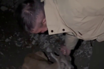 Yaralı dağ keçisini yetkililere teslim ettiler