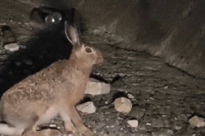Yabani Tavşan Kameralara Yansıdı