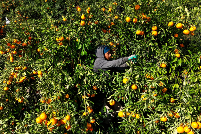 9 günlük yevmiye grevi nedeniyle mandalinalar dalında kaldı