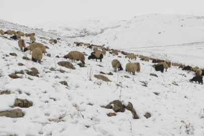 Koyun Sürüsü Yaylada Mahsur Kaldı