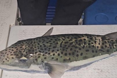 Gemlik Körfezi’nde Şok