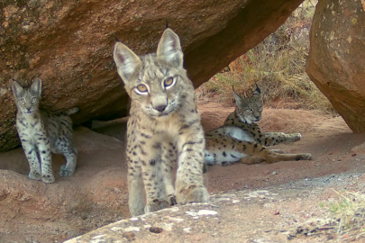 Sivas'ta doğa fotoğrafçıları vaşak ailesini aynı anda görüntülemeyi başardı