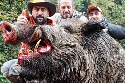 Trabzon'da 300 kg'lık Domuz Vuruldu