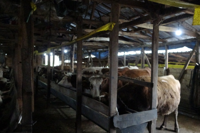 Şap alarmı: 3 köy karantinada, 18 mahalle gözetim altında