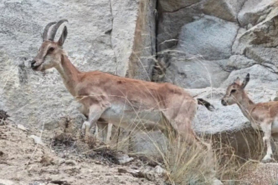 Dağ Keçileri Yavruları ile Birlikte Kameraya Yansıdı