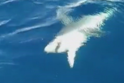 Hatay'da oltasına köpek balığı takıldı! 1 saat mücadele etti