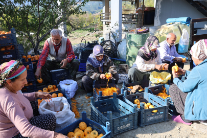 7'den 70'e Herkes, İmece Usulüyle Hasat Yapıyor
