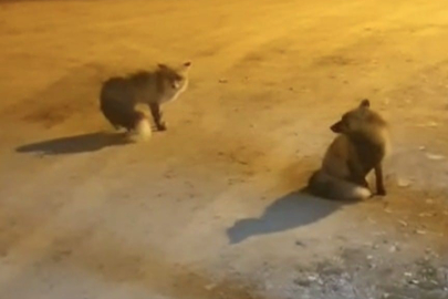 61 yaşındaki adamın 5 tilki ile olan dostluğu yürekleri ısıtıyor