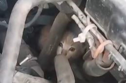 Minibüsün motor bölümündeki yavru kediler itfaiye ekipleri tarafından bulundukları yerden çıkartıldı